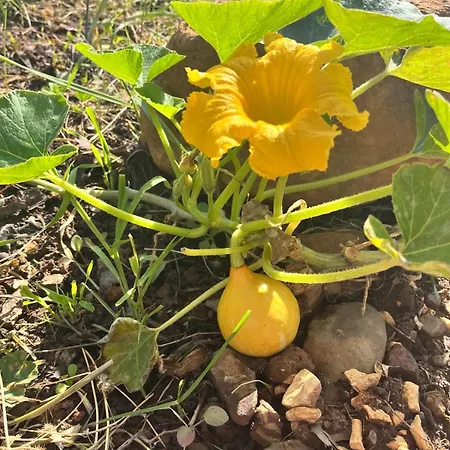 Off-grid Yurt With Spectacular Views In The Algarve Countryside