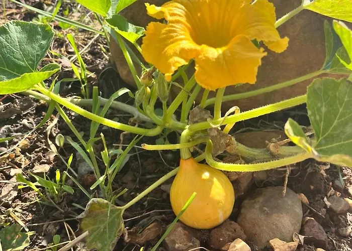 Off-grid Yurt With Spectacular Views In The Algarve Countryside
